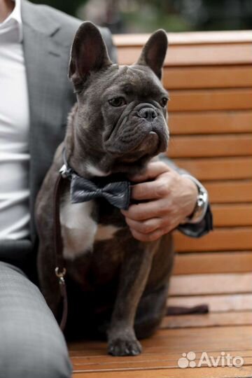 Вязка голубой французский бульдог кобель