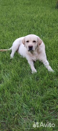 Вязка собак