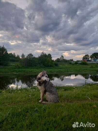 Хаски в добрые руки