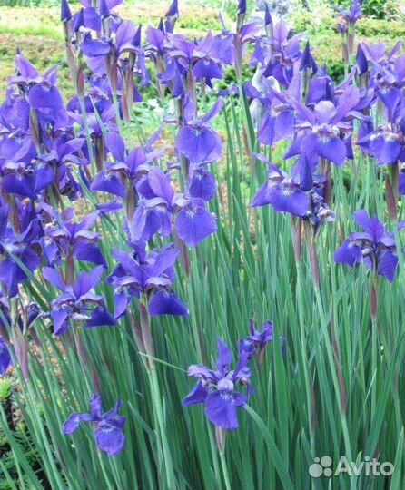 Ирис сибирский