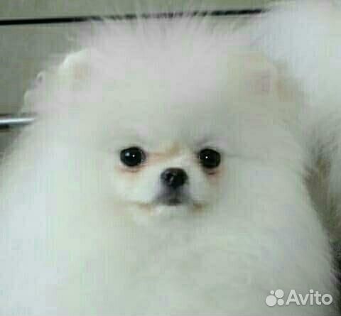 Белый мини померанчик