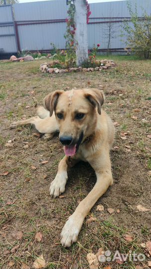 Собаки в дар бесплатно