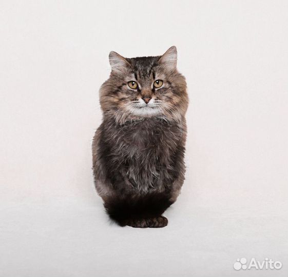 Кот в добрые руки