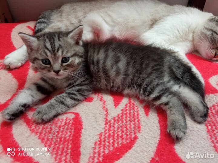 Шотландский котик