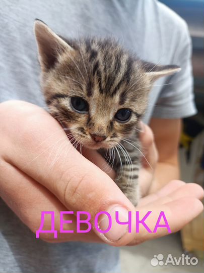 Котята;Черноморское Крым