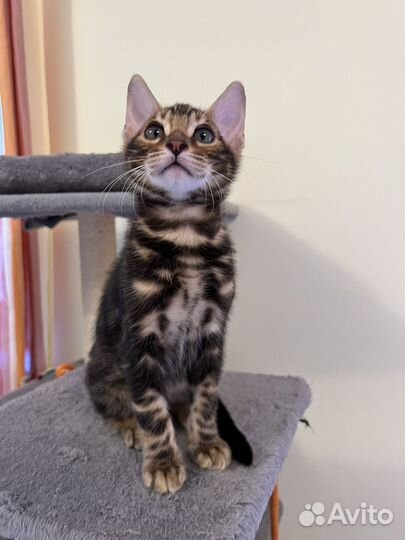 Мраморные котята бенгала