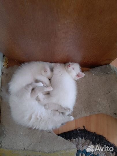 Отдадим котят в очень добрые руки