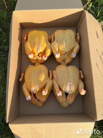 Домашний бройлер