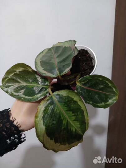 Калатея медальон,разновидностей Калатей