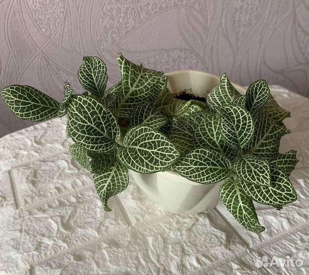 Фиттония 2 цвета