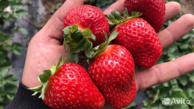 Продам рассаду своего разведения