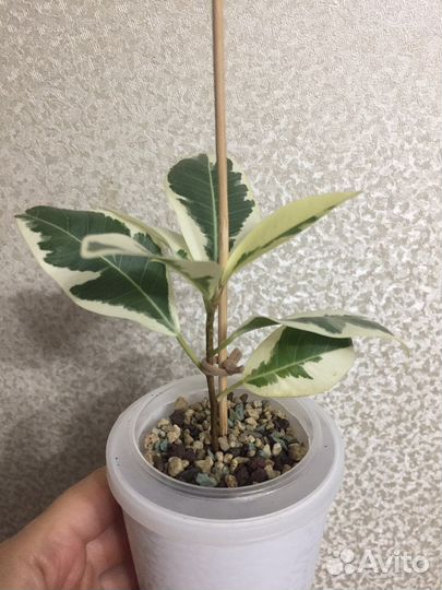 Фикус Микрокарпа Альбомаргината