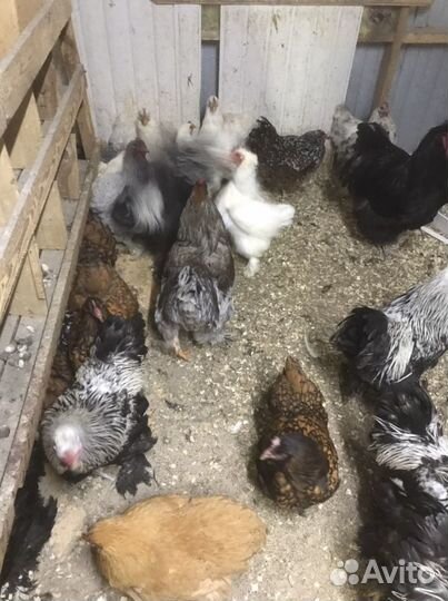 Чёрные Петухи,Куры,Породистая Птица