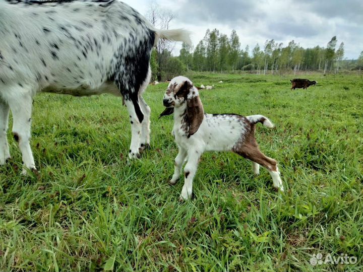 Нубийские козлята