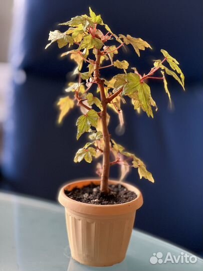 Каудексная бегония, бегония дрега