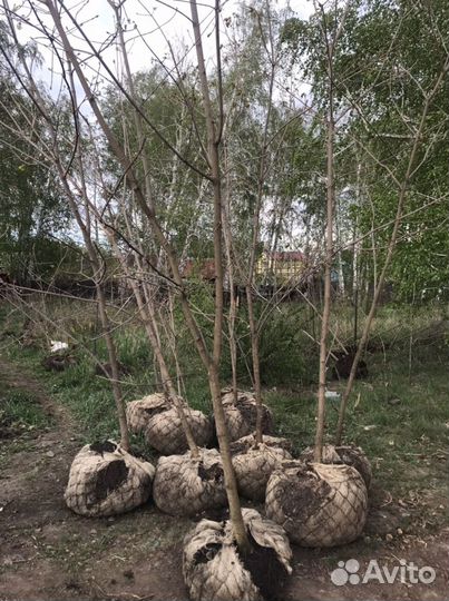 Продам клён канадский