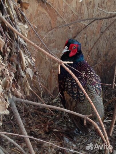 Инкубационное яйцо фазана