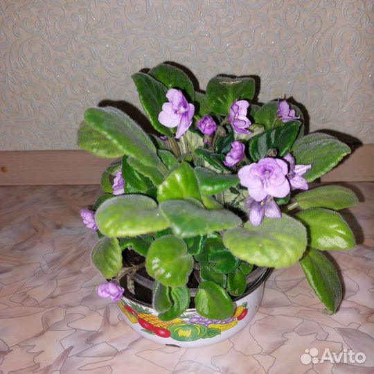 Комнатные цветы в горшках разные