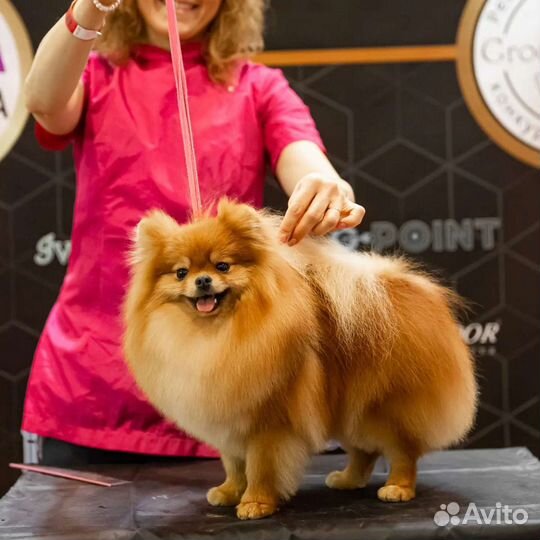 Груминг - Салон. Зоо-отель. Дрессировка собак