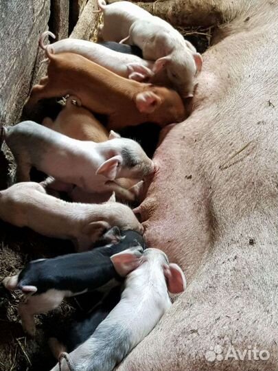 Поросята