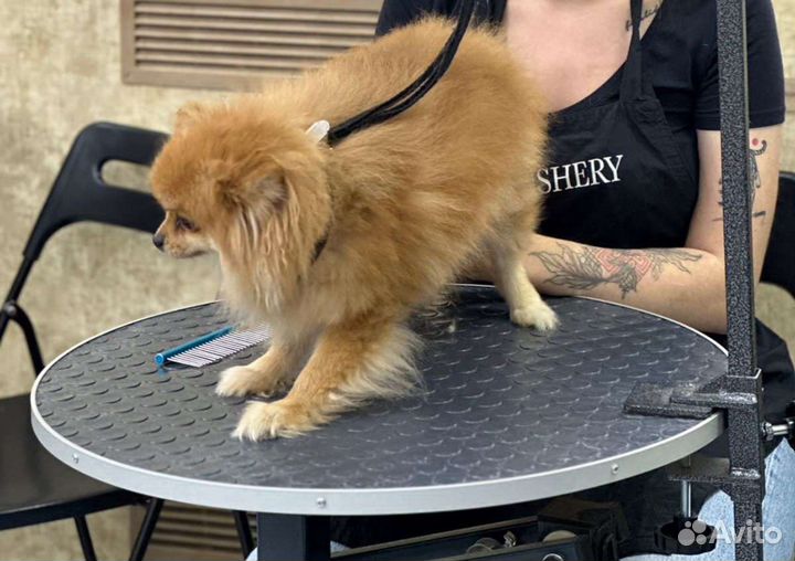 Стрижка собак бесплатно