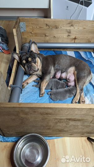 Щенки от Чемпионов России