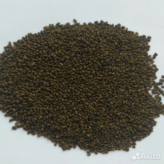 Семена люцерны изменчивой Сорт: бродская местная