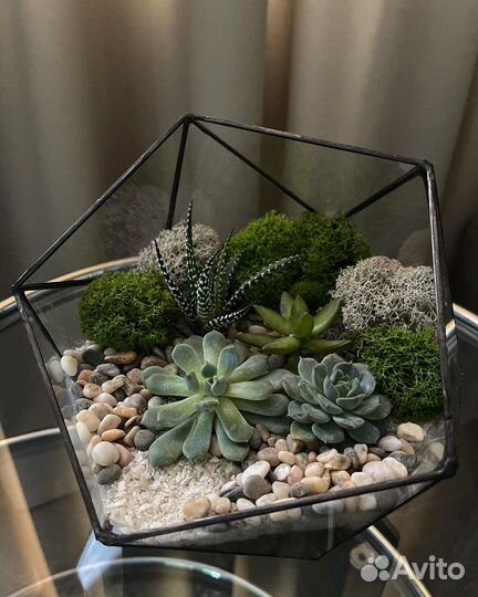 Флорариум с суккулентами