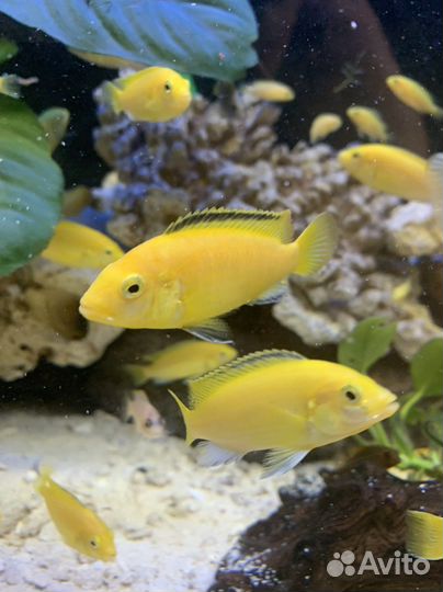 Цихлиды оз.Малави