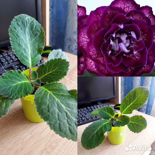 Глоксиния в горшочке