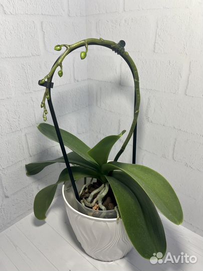 Опоры-дуги для растений