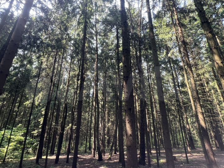 Участок 5 сот. (ИЖС)