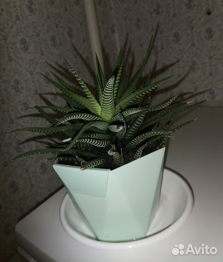 Хавортия полосатая