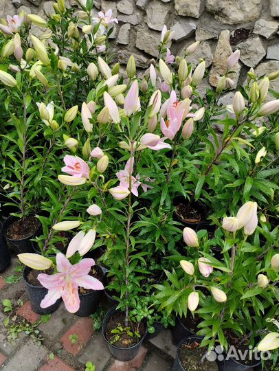 Лилии. Букет цветов