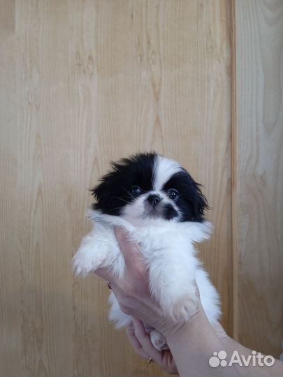 Щенки пекинеса