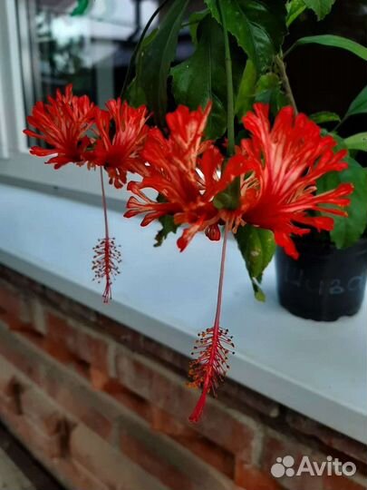 Гибискусы сортовые, комнатные