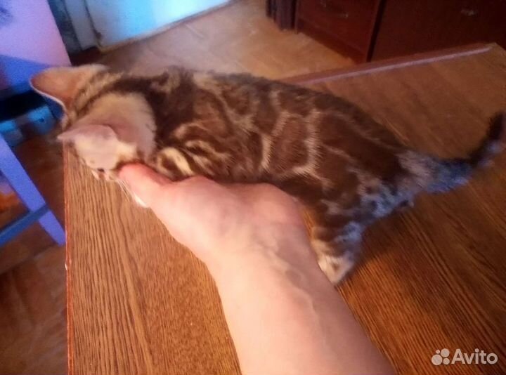 Бенгальские котята