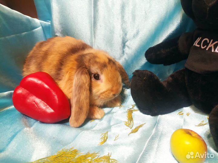 Карликовые декоративные кролики самка и самец