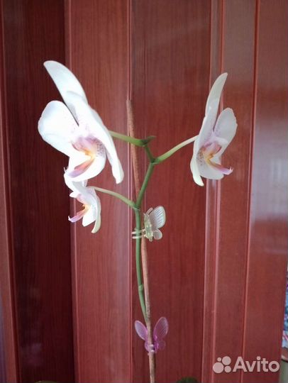 Орхидея фаленопсис