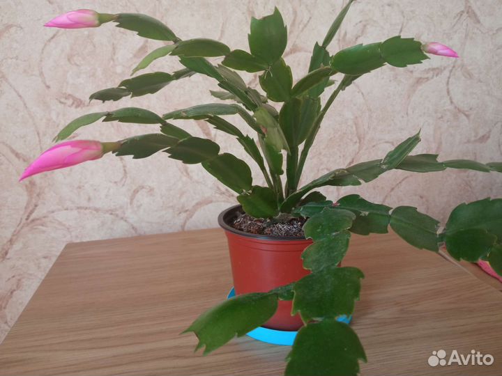 Цветок декабрист