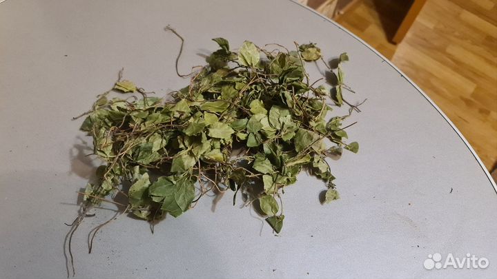 Боровая матка