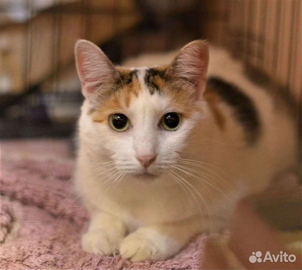 Кошка Элиса в добрые руки