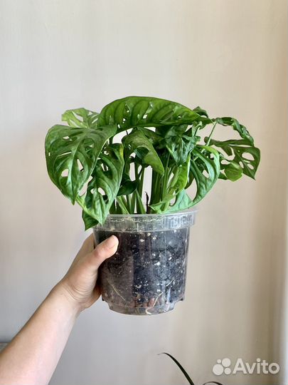 Монстера манки маск