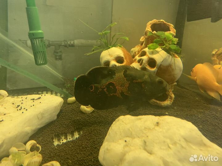 Аквариум с тумбой 300 литров