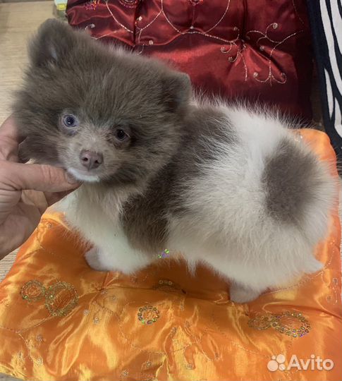 Бантик -померанскмй шпиц пати-колор Лиловый