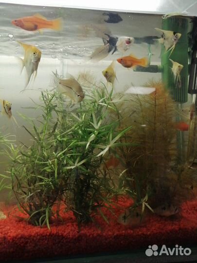 Неоны, данио, сомы