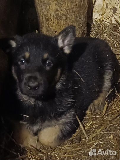 Продаются щенки немецкой овчарки