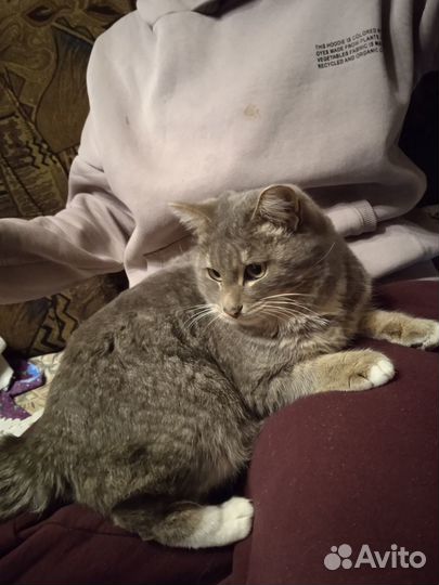 Кот в добрые руки