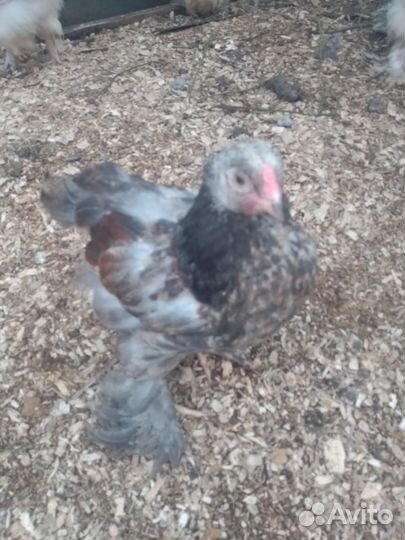 Молодые петухи, цыплята брама