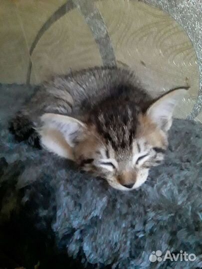 Кошки